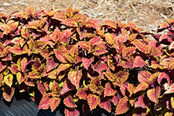 Color Clouds Spicy Coleus (Solenostemon scutellarioides 'Spicy') at Lakeshore Garden Centres