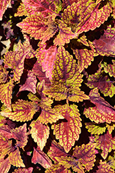 Color Clouds Spicy Coleus (Solenostemon scutellarioides 'Spicy') at Lakeshore Garden Centres