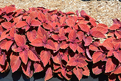 Color Clouds Valentine Coleus (Solenostemon scutellarioides 'Valentine') at Lakeshore Garden Centres
