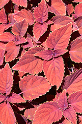 Color Clouds Valentine Coleus (Solenostemon scutellarioides 'Valentine') at Lakeshore Garden Centres