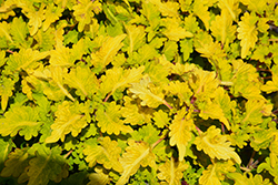 Cool Vibes Mellow (Solenostemon scutellarioides 'Mellow') at Lakeshore Garden Centres