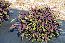 Fancy Feathers Black Coleus (Solenostemon scutellarioides 'Fancy Feathers Black') at Lakeshore Garden Centres