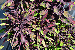 Fancy Feathers Black Coleus (Solenostemon scutellarioides 'Fancy Feathers Black') at Lakeshore Garden Centres