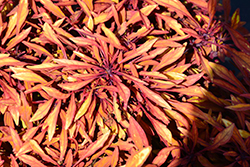 Fancy Feathers Copper Coleus (Solenostemon scutellarioides 'Fancy Feathers Copper') at Lakeshore Garden Centres