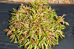 Fancy Feathers Pink Coleus (Solenostemon scutellarioides 'Fancy Feathers Pink') at Lakeshore Garden Centres