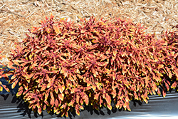 Hipsters Jasper Coleus (Solenostemon scutellarioides 'Jasper') at Lakeshore Garden Centres