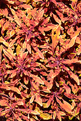Hipsters Jasper Coleus (Solenostemon scutellarioides 'Jasper') at Lakeshore Garden Centres