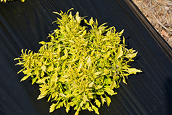 Hipsters Jillian Coleus (Solenostemon scutellarioides 'Jillian') at Lakeshore Garden Centres