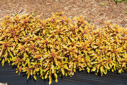Hipsters Zooey Coleus (Solenostemon scutellarioides 'Zooey') at Lakeshore Garden Centres