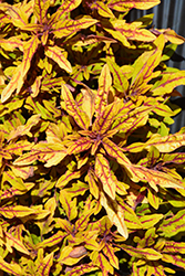 Hipsters Zooey Coleus (Solenostemon scutellarioides 'Zooey') at Lakeshore Garden Centres
