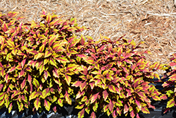 Terra Nova Allspice Coleus (Solenostemon scutellarioides 'Allspice') at Lakeshore Garden Centres
