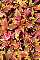Terra Nova Allspice Coleus (Solenostemon scutellarioides 'Allspice') at Lakeshore Garden Centres