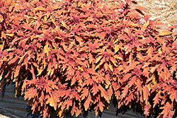 Terra Nova Fiona Coleus (Solenostemon scutellarioides 'Fiona') at Lakeshore Garden Centres