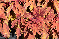 Terra Nova Fiona Coleus (Solenostemon scutellarioides 'Fiona') at Lakeshore Garden Centres