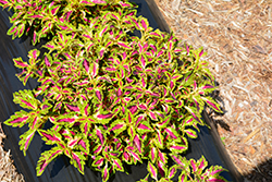 Terra Nova Jitters Coleus (Solenostemon scutellarioides 'Jitters') at Lakeshore Garden Centres