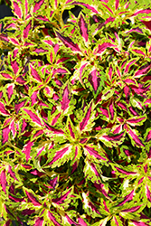 Terra Nova Jitters Coleus (Solenostemon scutellarioides 'Jitters') at Lakeshore Garden Centres