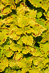 Terra Nova Lavish Lime Coleus (Solenostemon scutellarioides 'Lavish Lime') at Lakeshore Garden Centres