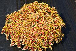 Terra Nova Lovebird Coleus (Solenostemon scutellarioides 'Lovebird') at Lakeshore Garden Centres