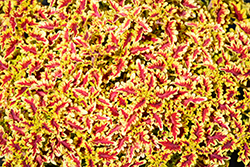 Terra Nova Lovebird Coleus (Solenostemon scutellarioides 'Lovebird') at Lakeshore Garden Centres