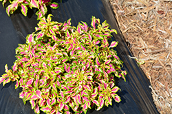 Terra Nova Magic Spell Coleus (Solenostemon scutellarioides 'Magic Spell') at Lakeshore Garden Centres