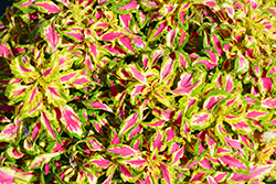 Terra Nova Magic Spell Coleus (Solenostemon scutellarioides 'Magic Spell') at Lakeshore Garden Centres