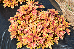 Terra Nova Marrakesh Coleus (Solenostemon scutellarioides 'Marrakesh') at Lakeshore Garden Centres