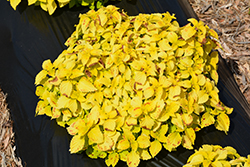 Terra Nova Pepperpot Coleus (Solenostemon scutellarioides 'Pepperpot') at Lakeshore Garden Centres
