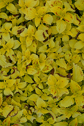 Terra Nova Pepperpot Coleus (Solenostemon scutellarioides 'Pepperpot') at Lakeshore Garden Centres