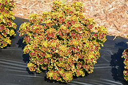 Tidbits Tammy Coleus (Solenostemon scutellarioides 'Tidbits Tammy') at Lakeshore Garden Centres