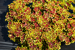 Tidbits Tammy Coleus (Solenostemon scutellarioides 'Tidbits Tammy') at Lakeshore Garden Centres