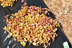 Wildfire Flash Coleus (Solenostemon scutellarioides 'Flash') at Lakeshore Garden Centres