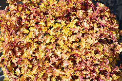 Wildfire Flash Coleus (Solenostemon scutellarioides 'Flash') at Lakeshore Garden Centres