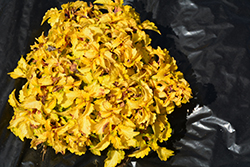 Wildfire Flicker Coleus (Solenostemon scutellarioides 'Flicker') at Lakeshore Garden Centres