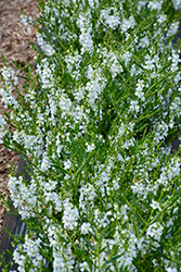 Angelwings White Angelonia (Angelonia angustifolia 'Angelwings White') at Lakeshore Garden Centres