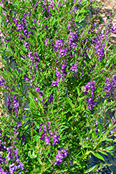 Angelwings Dark Blue Angelonia (Angelonia angustifolia 'Angelwings Dark Blue') at Lakeshore Garden Centres