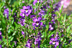 Angelwings Dark Blue Angelonia (Angelonia angustifolia 'Angelwings Dark Blue') at Lakeshore Garden Centres
