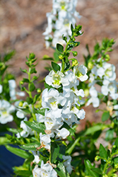 Angelina White Angelonia (Angelonia angustifolia 'Angelina White') at Lakeshore Garden Centres