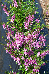 Angelina Pink Angelonia (Angelonia angustifolia 'Angelina Pink') at Lakeshore Garden Centres