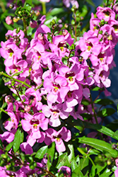 Angelina Pink Angelonia (Angelonia angustifolia 'Angelina Pink') at Lakeshore Garden Centres