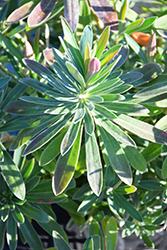 Galaxy Glow Evergreen Spurge (Euphorbia characias 'Galaxy Glow') at Lakeshore Garden Centres