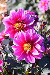 Dreamy Kiss Dahlia (Dahlia 'Dreamy Kiss') at Lakeshore Garden Centres
