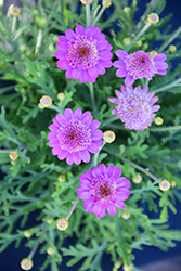 Aramis Semi Double Dark Pink Marguerite Daisy (Argyranthemum frutescens 'Aramis Semi Double Dark Pink') at Lakeshore Garden Centres