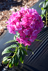 Sweet Summer Dream Garden Phlox (Phlox paniculata 'Sweet Summer Dream') at Lakeshore Garden Centres