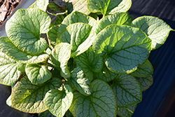 Jack's Gold Bugloss (Brunnera macrophylla 'Jack's Gold') at Lakeshore Garden Centres