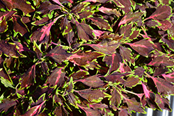 PartyTime Red Bolero Coleus (Solenostemon scutellarioides 'PartyTime Red Bolero') at Lakeshore Garden Centres