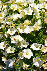 SuperCal Buttercream Petchoa (Petchoa 'SuperCal Buttercream') at Lakeshore Garden Centres