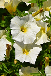 SuperCal Buttercream Petchoa (Petchoa 'SuperCal Buttercream') at Lakeshore Garden Centres