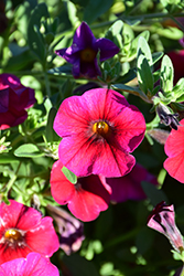 SuperCal Crimson Red Petchoa (Petchoa 'SuperCal Crimson Red') at Lakeshore Garden Centres
