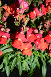 Candy Tops Orange Snapdragon (Antirrhinum 'Candy Tops Orange') at Lakeshore Garden Centres