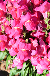 Candy Tops Rose Snapdragon (Antirrhinum 'Candy Tops Rose') at Lakeshore Garden Centres